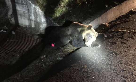 濒危意大利棕熊被撞死 肇事者逃逸