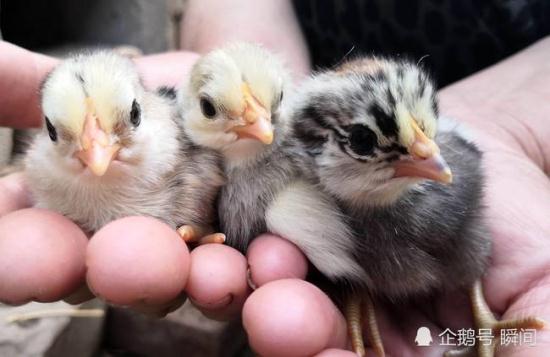 鸡蛋放阳台孵出鸡 网友：鸡不愿意在蛋里面呆了