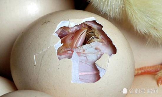 鸡蛋放阳台孵出鸡 网友：鸡不愿意在蛋里面呆了