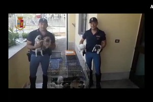 In auto con 53 cuccioli, denunciato per traffico illecito (ANSA)