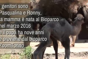Al Bioparco di Roma arriva la cammellina Prisca (ANSA)