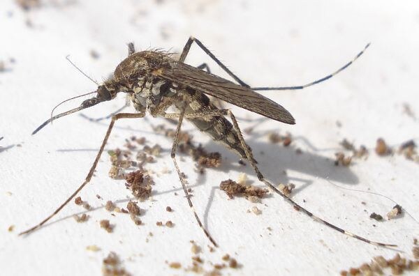 资料图:库蚊(Culex pipiens),西尼罗河病毒的主要传播媒介。图:Mick E. Talbot / CC BY 2.0